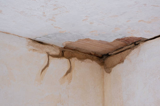 Best Water damage cleanup near me  in Almont, MI